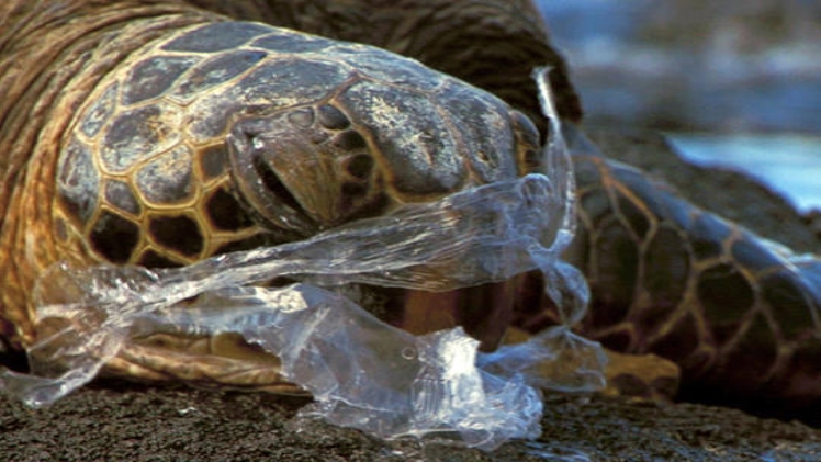 Effects of pollution on organisms