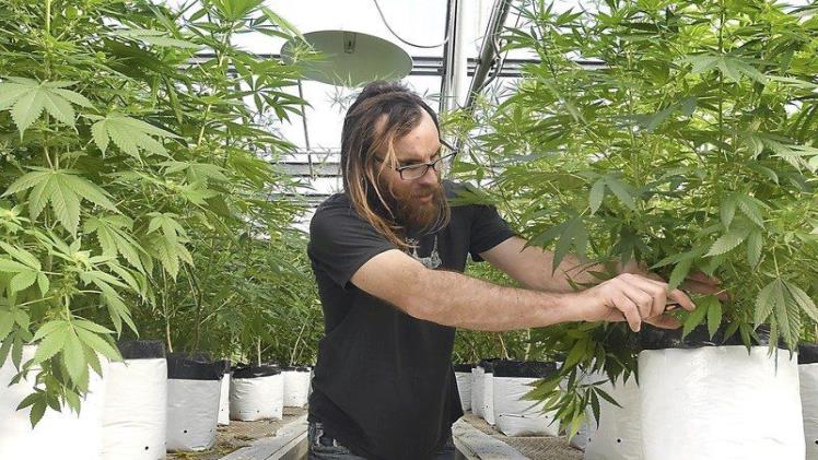 Keep an eye on CBD and Hemp, a new economic crop of Thailand