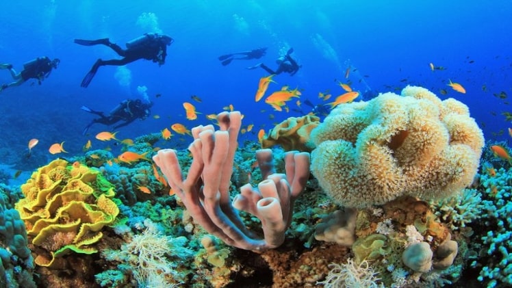 Best Time to Dive in Sharm El Sheikh, Egypt