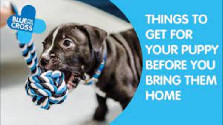 First-Time Pet Owner – A Complete Beginners Guide
