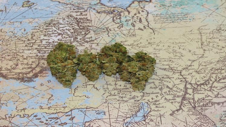 Understanding The Blue Coma Strain