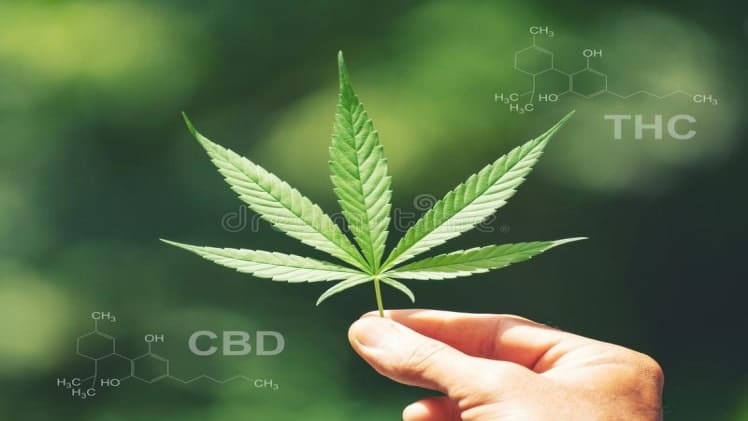 Chemical constituents in hemp-marijuana