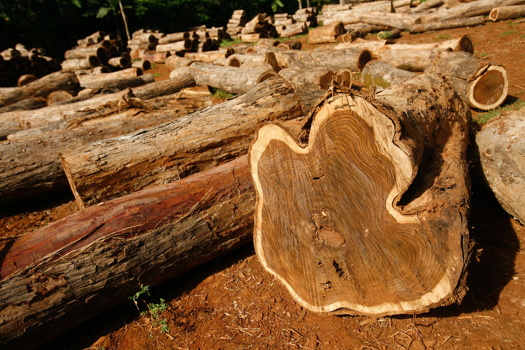 About Tectonas’ wood