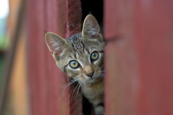 Should You Buy Cat Door For Your Feline Friend?