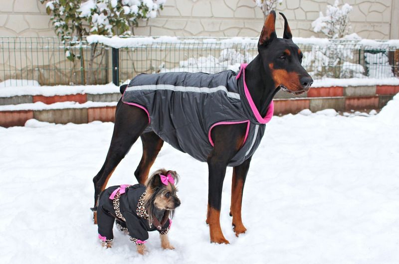Saving Money on Clothing for Large Dogs