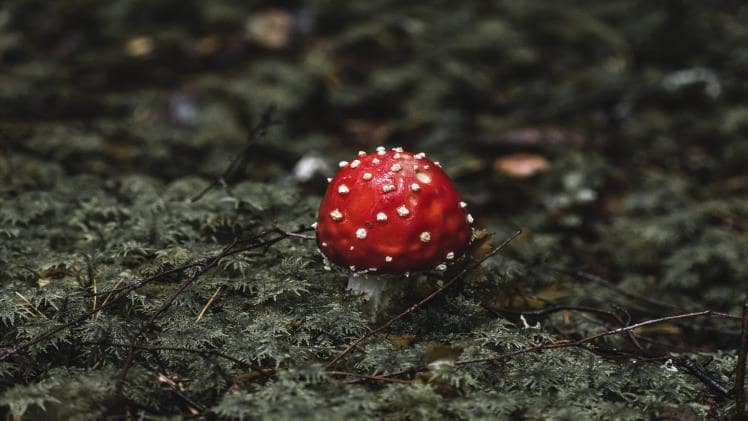Should You Experiment with Psychedelic Mushroom Recipes?