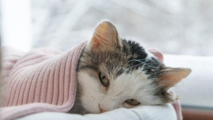 How to Know if Your Feline Fur Baby is Ill?