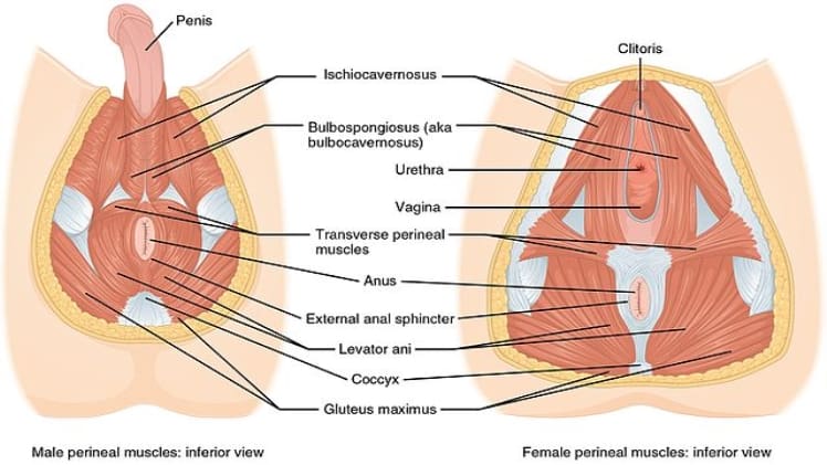 Pelvic Floor Dysfunction Treatment