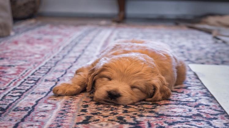 A Rug Buying Guide for Pet Owners