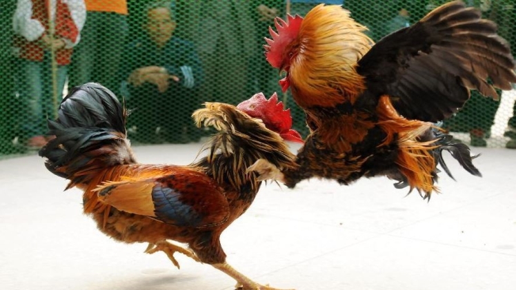 Online Cockfight Betting – What You Need To Know?