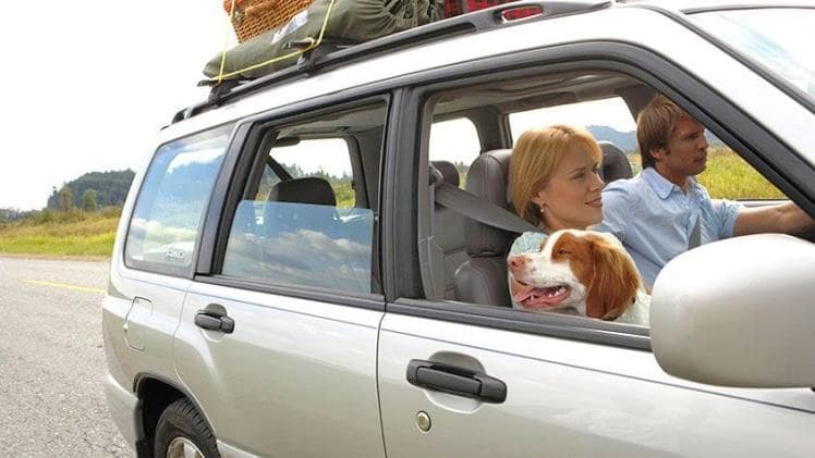 4 Tips to Make a Road Trip With Your Pup a Pleasant Event!