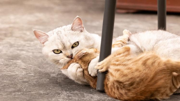 Top 6 Reasons for a Cat’s Bullying Behavior!