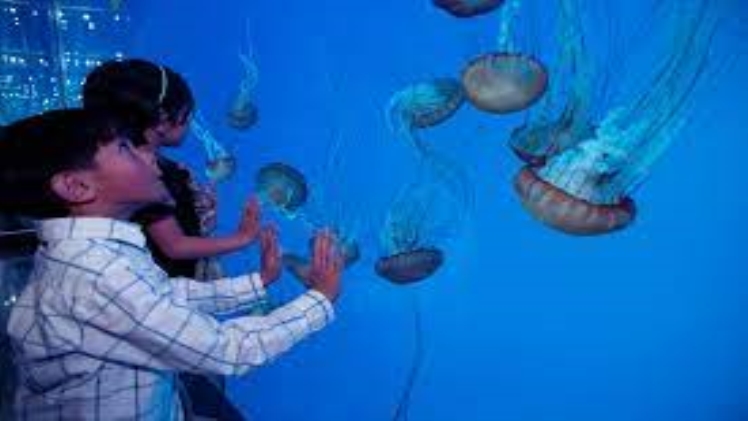 What Are Benefits Of Jelly Fish Tanks