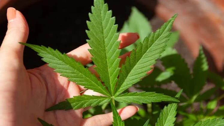 What Are The Qualities Of A Genuine Delta 9 THC Product?