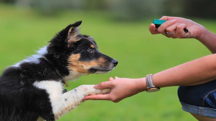 How to and How Not to Train Your Puppy?
