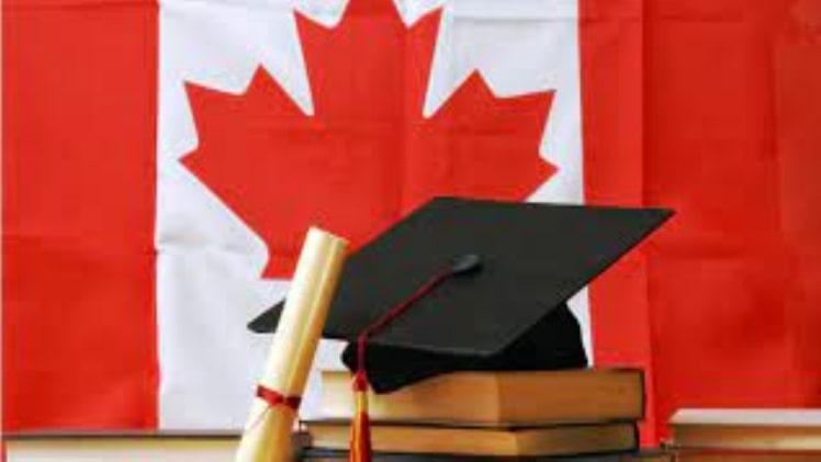 What are the most popular undergraduate degree programs in Canada?